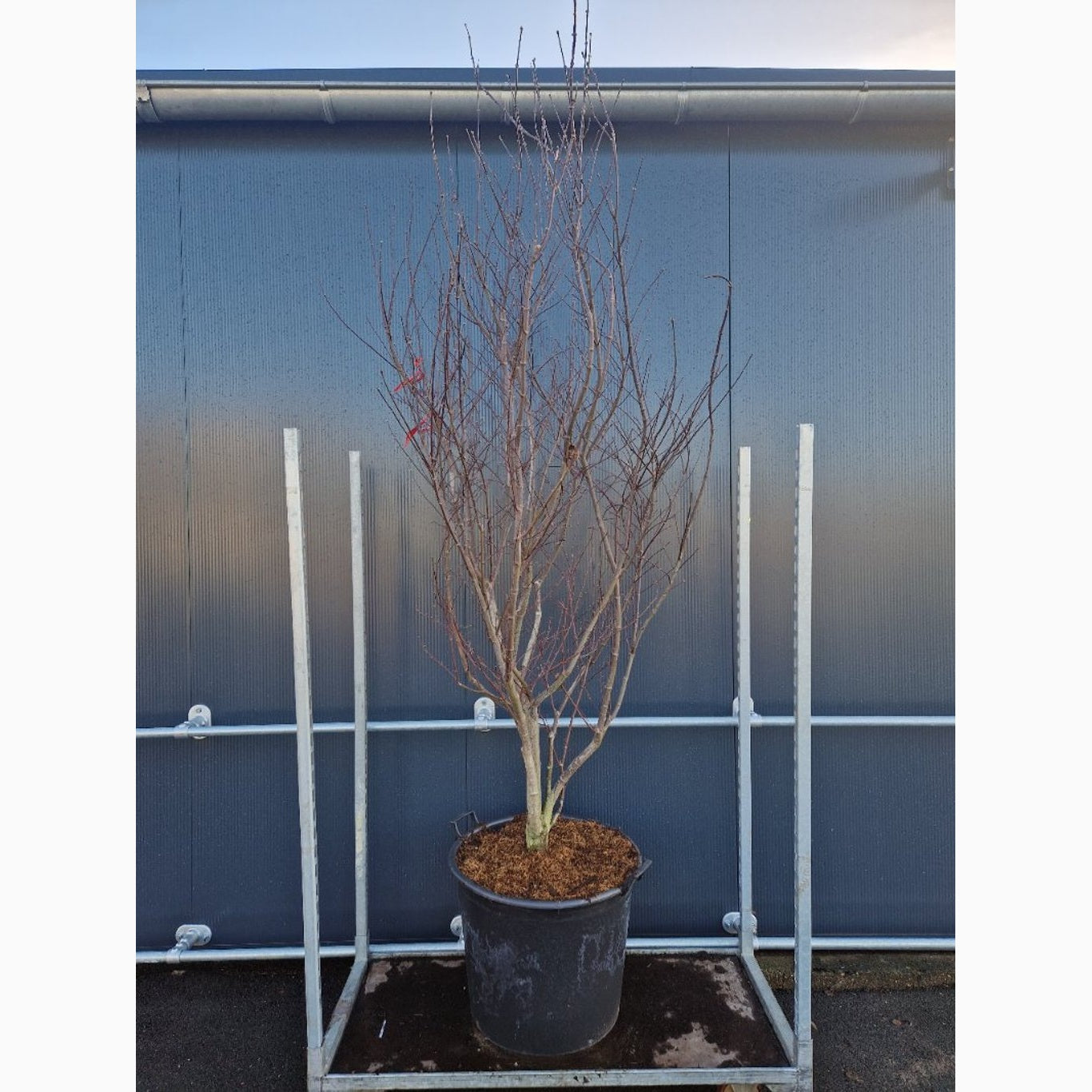 Japansk lönn – Acer pal. 'Red Emperor' - C90 175-200 CM